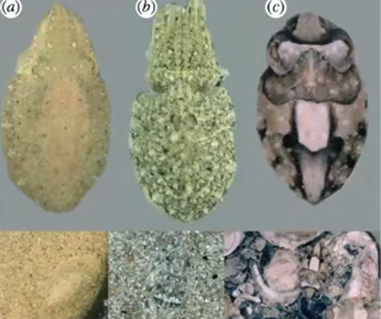 Octopus skin texture